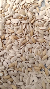 PROMO BENIH MELON MADU SUPER 100 BIJI TERLARIS DAN TERMURAH