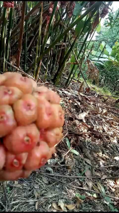 Asam Sihala Asam Cikala Buah Rias Asam Arsik Ikan Mas Asam Medan