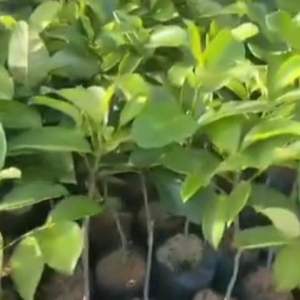 Bibit Cempedak King Hasil Okulasi Pendek Cepat Berbuah
