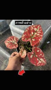 บอนสี หนึ่งเดียวในจักรวาล กระถาง 5-6 นิ้ว