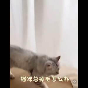 [READY STOCK] Pet Beauty Comb Grooming Brush Pet Hair Removal Hair Cleaning | Sikat Kuching | 宠物梳子 宠物毛打结梳 宠物美容 宠物护理