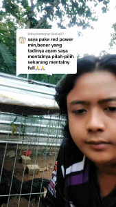 Jamu Ayam Red Power Vip Doping Ayam Bangkok Super Agresif Kualitas Istimewa.