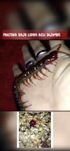 PADU🔥 GELIGA PANGLIMA LIPAN D’RAJA TERHAD #Alami