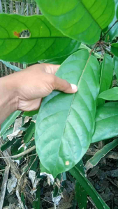 Daun Kelumpang Segar 35 Lembar: Alternatif Alami Panas dalam