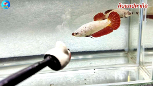 ปลากัดเรดดราก้อน มังกรแดง(เพศเมีย) | !ส่งฟรีมีปลายทาง | ลับแลปลากัด