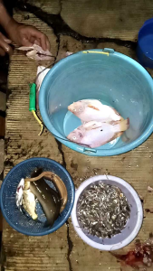 Pelatina Tipe 800W Bisa COD: Pengertian, Kelebihan, dan Integrasi dalam E-commerce