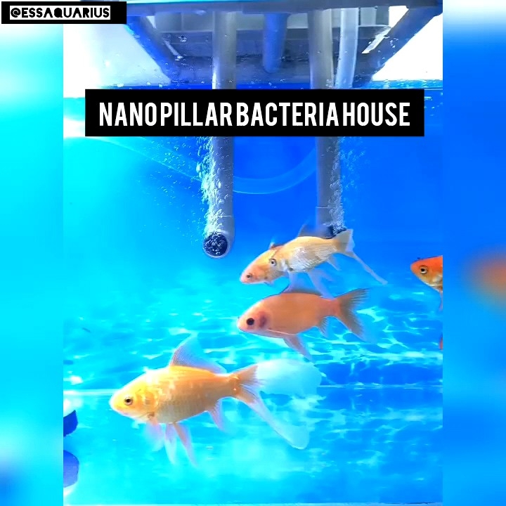 Nano Pillar Bacteria House Filter Media for Aquarium bacterial ...