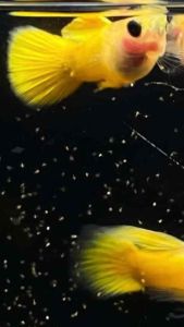 Yellow Koi Glassbelly SB Guppy