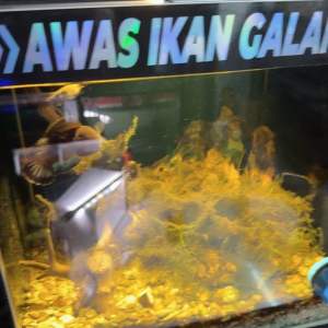 Aquarium Sticker （Reflektif laser）Awas Ikan Galak