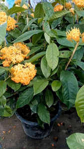 เข็มนางฟ้า กระถาง 11 นิ้ว ดอกใหญ่สีส้มอมเหลืองสวย (กทม)