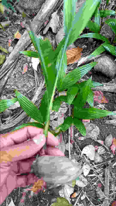 bibit pohon pinang / pohon jambe herbal berdaun tinggi ± 30cm siap tanam