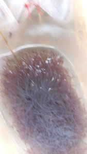 Benih Ikan Sidat 70 ekor Glass Eels Bicolor