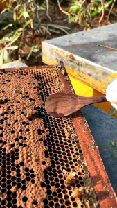 Madu Hutan Dorsata 1kg Nectar Bunga Alami