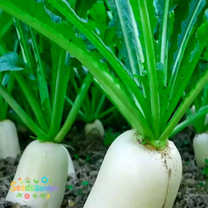 70 BUTIR BIJI/BENIH TANAMAN LOBAK PUTIH RADISH