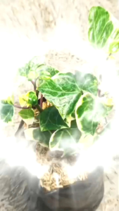 tanaman hias gantung hayvi ivy daun tebal senecio macroglossus