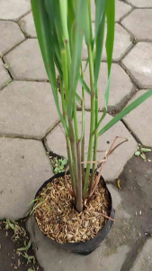Lemongrass (Cymbopogon citratus) - - Pokok Serai - लेमनग्रास Lemongrass – Culinary Herb Fragrant Easy to Grow Medicinal Use Tropical Kitchen Garden LIVE PLANT