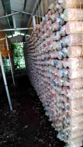 Fruiting Bag Oyster mushroom jumbo size