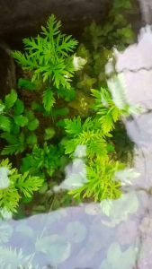 Hygrophila Difformis: Spesifikasi & Tumbuhan Air Untuk E-commerce