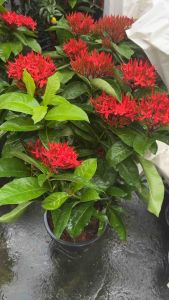 ต้นเข็มเศรษฐี เข็มเศรษฐีเป็นพันธุ์ยอดนิยม เพราะดอกมีสีแดงสด ลักษณะดอกเป็นช่อสั้น ๆ กลีบดอกมี 4 กลีบ เป็นสีแดงยาวไปตลอดทั้งก้านดอก ปลายดอกแยกเป็น 5 แฉกแหลม มีเกสรตัวผู้ติดอยู่ที่ดอกประมาณ 4 อัน ส่วนลำต้นมีขนาดกลาง สูงระหว่าง 2-4 เมตร ชื่นชอบดินร่วนซุยและแส