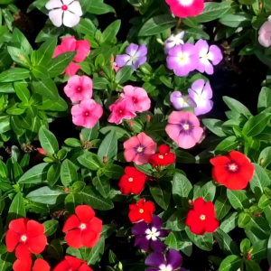 (KEMASAN PREMIUM) BIJI/BENIH BUNGA VINCA MIX (isi-+100 butir benih)