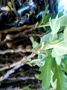 bibit fresh cangkok buah tin Iraqi berbuah sangat manis