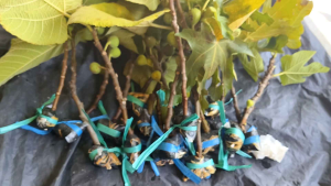 BIBIT CANGKOK BUAH TIN MATSUI DAUPHIN Ada Buahnya