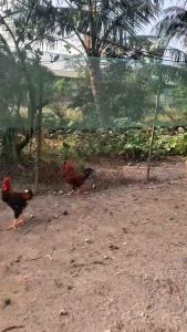 SANFO.ACEMIN – CAO ĐẠM VITAMIN KHOÁNG + THẢO DƯỢC – GIÚP HE0 GÀ VỊT TĂNG TRƯỞNG ĐẸP MÃ CHẮC THỊT  1kg