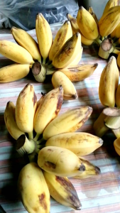 กล้วยหักมุกนวล กล้วยหักมุก (หน่อ)​