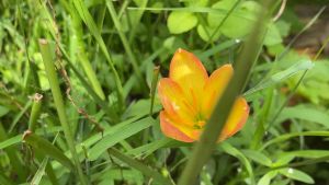 ดิน King Ransom หัวละ 12 บาท - ฌ.หัวดอกบัวดิน