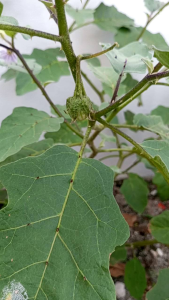 Kandankathiri seeds / Yellow Berried Nightshade 30seed
