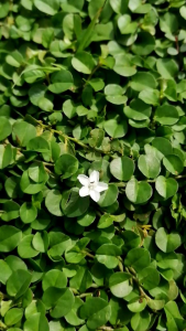 หญ้าใบต่าง​เหรียญ​ 1​ชุด ​50​ ต้น  หญ้า​คลุม​ดิน ไม่ต้องตัด​หญ้า​ รักษา​ความ​ชุ่มชื้น​ให้ดิน ช่วยลดอุณหภูมิ​ให้เย็นลง ตกแต่งจัดสวยงาม ไม่ต้องตัดหญ้า