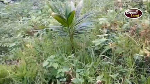 Pisau Penyiang Gulma Tanah Untuk Mesin Potong Rumput Penggembur Tanah