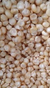 1 KG BENIH JAGUNG PUTIH PULUT MANIS MADU