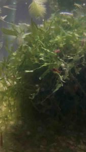 Pelia Moss Aquarium Decotations Live Aquatic Plant 1 pack