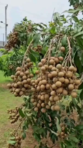 Selamat Datang Ditoko Kami Bibit Kelengkeng New Kristal🌱 Kelengkeng ini Bijinya Yang Memiliki Ukuran Sangat Kecil Seukuran Lada Sehingga Disebut Matalada.Kelengkeng ini Termasuk Jenisnya Yang Genjah/Sudah Berbuah Pemesanan Bisa COD Bayar Dirumah