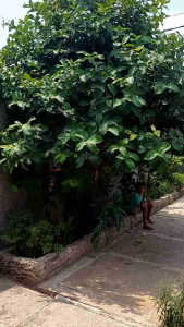 BIBIT BUAH JAMBU AIR LADY PINK OKULASI CEPAT BERBUAH/BIBIT BUAH JAMBU AIR TABULAMPOT