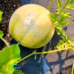 7 BUTIR BIJI/BENIH MELON CANTALOUPE HALES BEST JUMBO