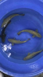 JAPAN GREEN CHAGOI 33-36cm from MARUDO KOI FARM 480 per koi + shipping 50