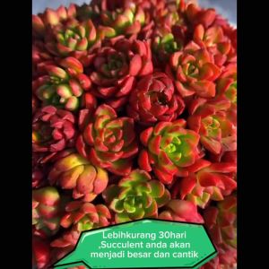Succulent Controlled Release Fertilizer Controlled Release Fertilizer For Succulent