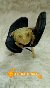 雪花皮卡丘角蛙/宠物角蛙 4CM Snow Pikachu Pacman Frog/Horned Frog