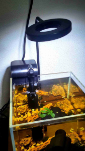 KALIPSO Hang On Filter Live Pet Fishes | Small Medium Aquarium Fish