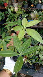 Pachira aquatica commonly known as the Money Tree live plant with roots in 3.5x3.5x8" polybag