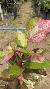 ต้นชบาด่าง แพ็ค2ถุง159บาท ความงามที่งดงามแตกต่าง ผสมผสานสีสันที่สดใสและใบที่โดดเด่น ให้สวนของคุณมีชีวิตชีวาและน่าสนใจในทุกมุมมอง