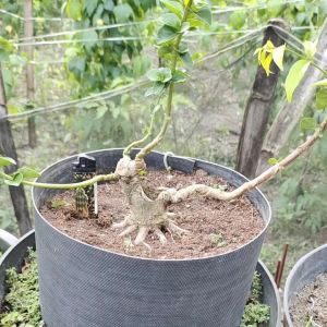Bonsai Sancang Prokar: Taman Miniatur untuk Dekorasi