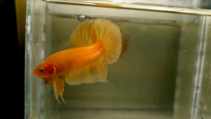Solid Yellow Halfmoon Plakat HMPK Betta Fish / Ikan Laga/ 斗鱼 (Not random fish）17