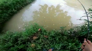 Essen Ikan Wader Sungai Liar Paling Gacor