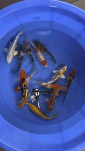 Japan koi local breed super high grade 13pcs Special Selection Christmas Set at RM1588   free Long Fin koi & Showa . Total 15 pcs .