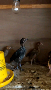 Vitamin Ayam Probiotik Cair BIOVIT PLUS Ayam Sehat Nafsu Makan Tinggi 1000ml.