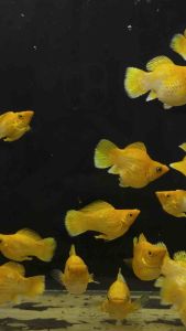 🔥BEST SELLER🔥SUPER-GOLD LEMON Tangerine Balloon Roundtail 🇻🇳🇻🇳 MOLLY Fish (PREMIUM TOP GRADE)