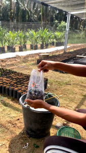 BENIH KECAMBAH SAWIT PPKS 540